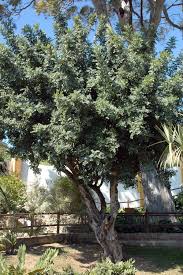 Image result for Ceratonia