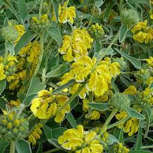 Image result for Phlomis fruticosa