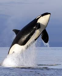 2 More Puget Sound Orcas Predicted To Die By Summer