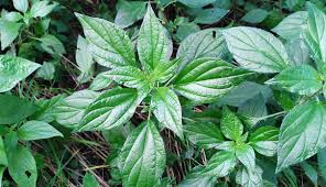 Image result for Parietaria