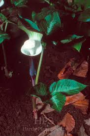 Image result for Arisaema mildbraedii