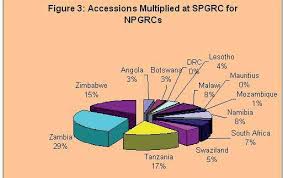Image result for Sesbania macowaniana