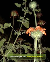 Image result for Vernonia nepetifolia