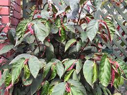 Image result for Begonia macrocarpa