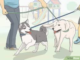 How to train a seizure alert dog. How To Train A Dog To Detect Seizures Wikihow