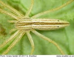 They are very rare but, on occasion, can be found in woodland from may to september and are most common in south england and ireland. Spiders Section Uk Safari