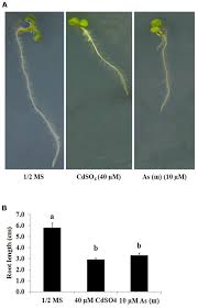 Both, animal and plant cells are eukaryotic cells, which means they have complex structures enclosed within membranes. Frontiers The Density And Length Of Root Hairs Are Enhanced In Response To Cadmium And Arsenic By Modulating Gene Expressions Involved In Fate Determination And Morphogenesis Of Root Hairs In Arabidopsis