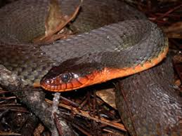 Species Profile Red Bellied Watersnake Nerodia Erythrogaster Srel Herpetology