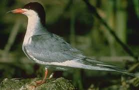 Common Name Common Tern Scientific Name Sterna Hirundo Wildlife Animals Species