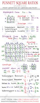 Jul 01, 2021 · dihybrid cross calculator allows you to compute the probability of inheritance with two different traits and four alleles, all at once. Punnet Square Ratios Study Guide To Mcat Genetics