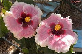 Hibiscus Bonjour Hibiscus Plant Hibiscus Flowers Hibiscus