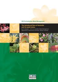 Image result for Anthospermum usambarense