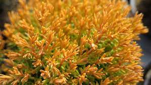 It is a low maintenance plant that tolerates clay soil, wet sites, black walnut, and air pollution. Thuja Occidentalis Anniek Sienna Sunset Arborvitae Conifer Trinomial American Conifer Society