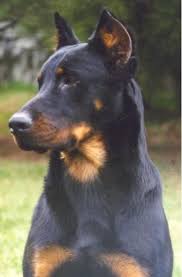 Check spelling or type a new query. Nieuwe Pagina 2 Beautiful Dogs Doberman Puppy Dog Breeds