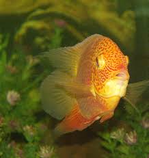 I have one of these a green and a gold in my garage tank. Pin On B And I Aquariums