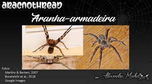 Uma picada de aranha armadeira realmente pode matar? Michelotto8legs On Twitter Thread A Aranha Armadeira A Aranha Armadeira Representada Pelas Especies Do Genero Phoneutria E Uma Das Unicas Aranhas Perigosas Do Mundo Grandes Podem Saltar E Provavelmente Sao As Mais