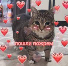 pin ot polzovatelya peach na doske important rabochie memy milye soobsheniya zabavnye illyuzii