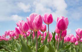 Maybe you would like to learn more about one of these? Top 10 Beautiful Flowers In The United States The Mysterious World