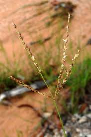 Image result for Alloteropsis