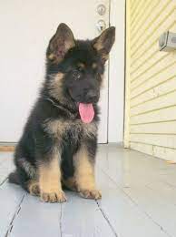Check out our baby with german shepherds selection for the very best in unique or custom, handmade pieces from our shops. First Born Baby German Shepherd Puppies Pets Lovers