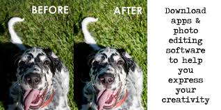 Let's look at how the pros capture stunning pet photography. How To Photograph Your Pets Pet Health Carehow To Photograph Your Pets