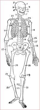 Check spelling or type a new query. Hafalan Nama Tulang Rangka Manusia Biologi