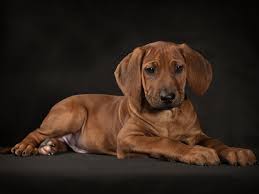 If you are unable to find your rhodesian ridgeback puppy in our puppy for sale or dog for sale sections, please consider looking thru thousands of rhodesian ridgeback dogs for adoption. Rhodesian Ridgeback For Sale Rhodesian Ridgeback Puppies Rhodesian Ridgeback Puppies Rhodesian Ridgeback Dog Rhodesian Ridgeback