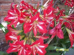 Azucena De Dolores 2008 Azucena Flores Coronas Navidenas