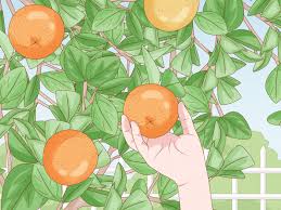 I would never expect to see a tree of a citrus variety such as this in a nursery. 42ue6 Us4mvxym