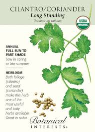 Image result for Coriandrum sativum