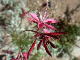 Image result for Oenothera lindheimeri