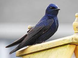 Birds Of A Feather Song Download Https Download Ams Birds Cornell Edu Api V1 Asset 68280401 1800 Purple Martin Ornithology Birds