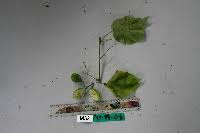 Image result for Adenia mossambicensis