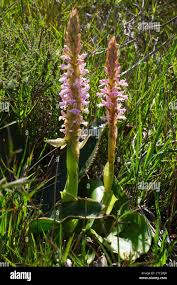 Image result for Satyrium sphaeranthum