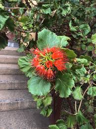 Image result for Greyia