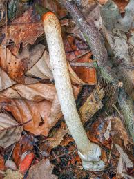 Image result for Mutinus caninus