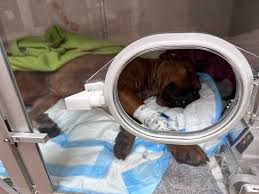 Fundraiser by Walter Gandy : OUR DOG WAS SHOT BY THE POLICE IN OUR BACKYARD