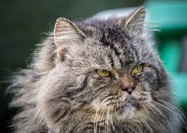 7 Common Health Problems in Senior Cats - Vetstreet | Vetstreet
