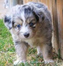 Mention an occasional blue eyed mini aussie puppy. Harley Toby Litter Male Blue Merle 2 West Texas Mini Aussies Miniature Australian Shepherds Lu Dog Obsessed Very Cute Dogs Australian Shepherd Puppies