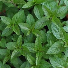Does mint flavoring automatically mean peppermint? Chocolate Mint Plant
