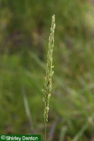 Image result for Sporobolus coromandelianus