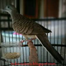 Suara perkutut bangkok juga lebih besar, tebal dan ngebas. Perkutut Lokal Vs Perkutut Bangkok On Kicau Baru