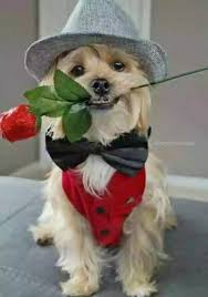Succes la serviciu, înțelegere reciprocă cu cei apropiați, iubire sinceră. Pin By Ioana Adina Vornicu Marginean On La Multi Ani Christmas Animals Cute Animals Cute Dogs