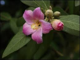 Image result for Lagunaria patersonia