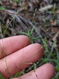 Image result for Panicum pilgeri