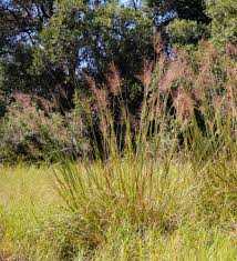 Image result for Chrysopogon