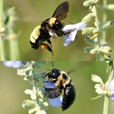 Learn about the differences carpenter bees and bumble bees are often confused for one another. World Around You Do You Know Your Bumble Bees And Carpenter Bees Worldaroundyou Tulsaworld Com