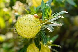 Image result for Gomphocarpus physocarpus