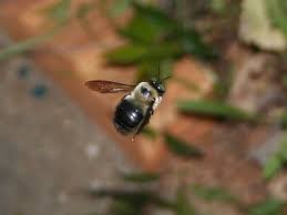 When identifying males and females you would probably look at the posterior area as a reference. Eastern Carpenter Bee Wikiwand