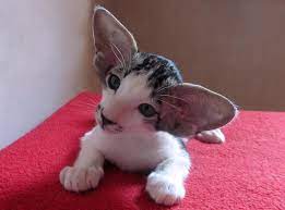 Although oriental kittens are almost. Oriental Shorthair Icin 12 Fikir Kedi Hayvanlar Yavru Kediler